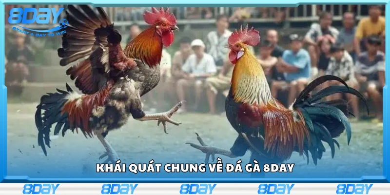 Tìm hiểu chung về đá gà 8Day