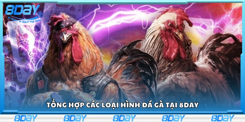 Điểm danh các loại hình đá gà tại 8 Day