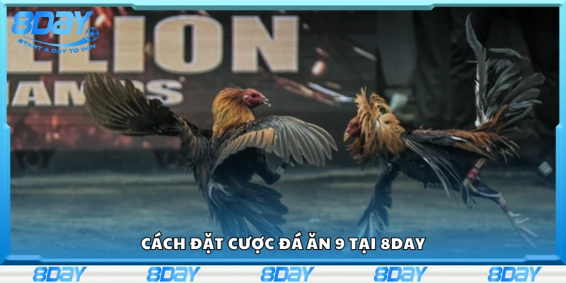 Chi tiết cách đặt cược đá ăn 9 tại 8Day