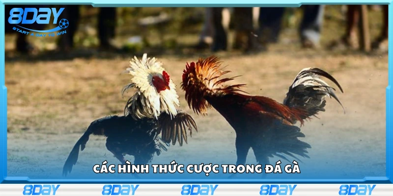 Khám phá các hình thức cược trong đá gà