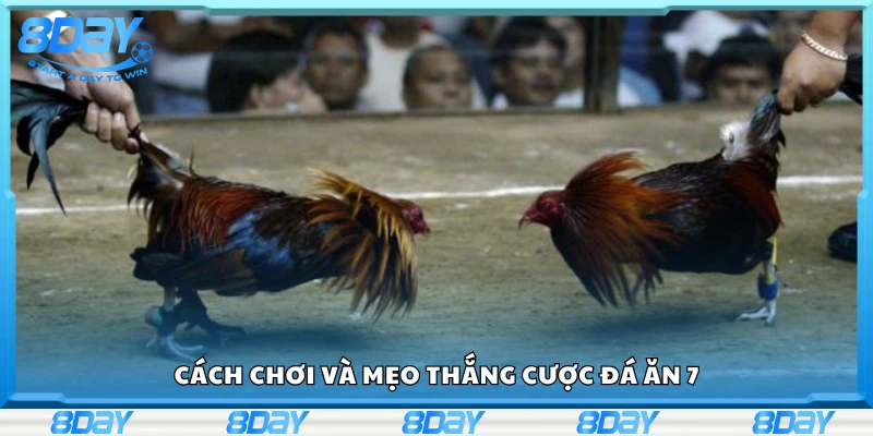 Cách chơi và mẹo thắng cược đá ăn 7