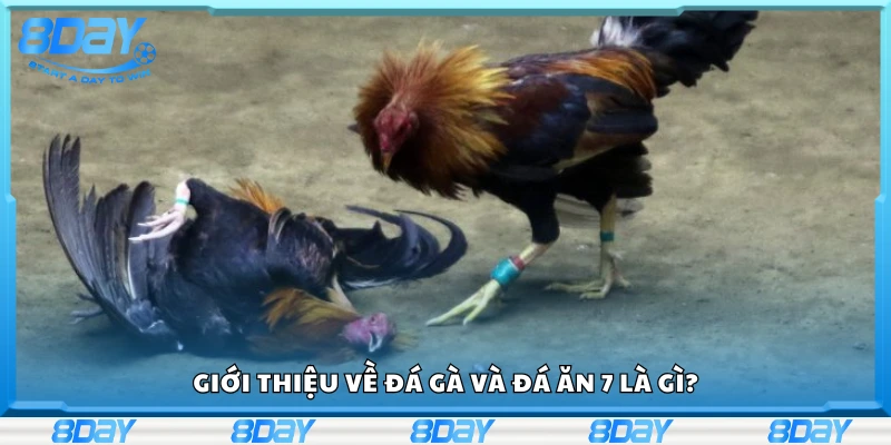 Sơ lược về đá gà và đá ăn 7